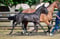 Anuncio de caballos
