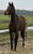 Horse ad