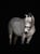 Horse ad