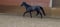 Horse ad