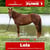 Horse ad