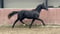 Annonce cheval