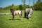 Annuncio cavallo