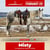 Horse ad
