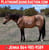 Horse ad