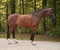Horse ad