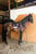 Paardadvertentie