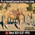 Horse ad