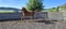 Horse ad