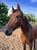 Horse ad