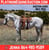 Horse ad
