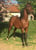 Paardadvertentie