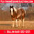 Horse ad