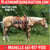 Horse ad