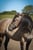 Horse ad