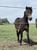 Annuncio cavallo