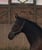 Annuncio cavallo