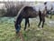 Horse ad