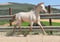 Anuncio de caballos