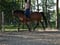 Horse ad