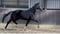 Annonce cheval