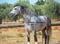 Annuncio cavallo