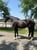 Annuncio cavallo