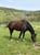 Horse ad