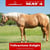 Horse ad