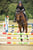 Annuncio cavallo