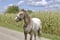 Horse ad