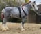 Horse ad
