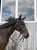 Horse ad