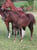 Anuncio de caballos