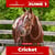 Annuncio cavallo