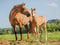 Annuncio cavallo