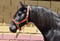 Horse ad