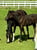 Annuncio cavallo