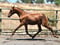 Horse ad