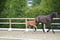 Annuncio cavallo