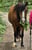 Horse ad
