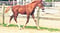 Horse ad