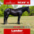 Horse ad