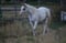 Annonce cheval