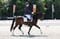 Horse ad