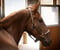 Horse ad