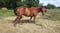Horse ad