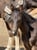 Horse ad