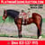 Horse ad