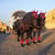 Annuncio cavallo